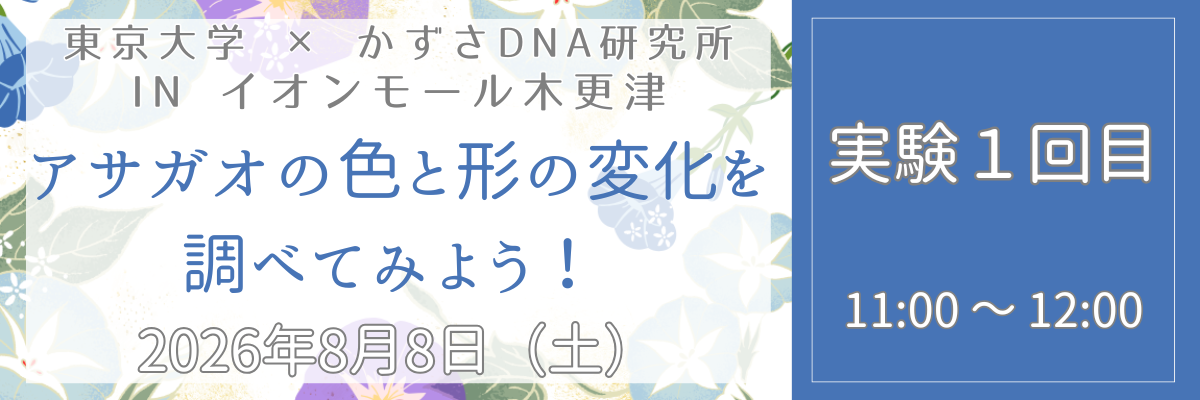 アサガオ＿実験１